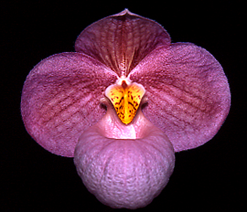Lola Bird `Saeka's Butterfly'.jpg Lola Bird `Saeka's Butterfly'.jpg